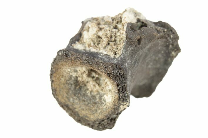 Permian Reptile Fossil Vertebra - Oklahoma #261337